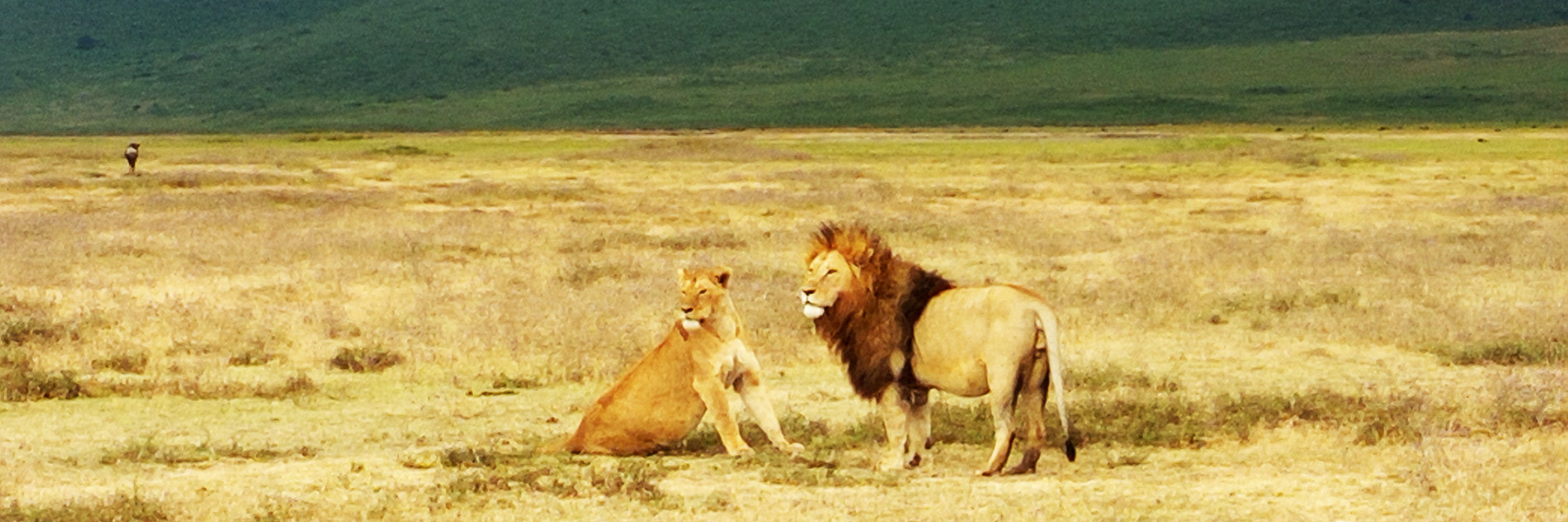Ngorongoro Crater