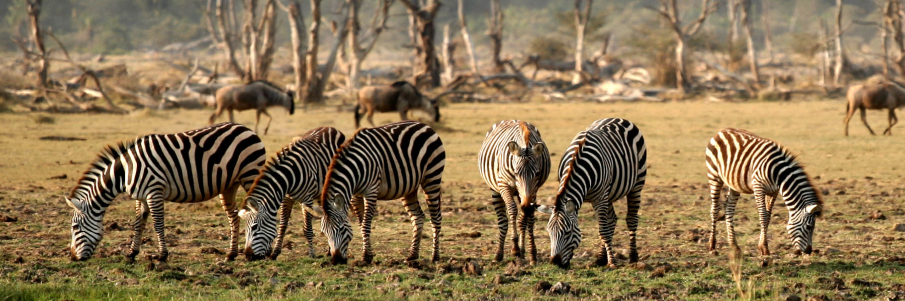 Lake Manyara Day Tour