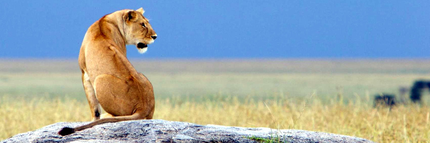 5 Days Safari to Tarangire, Serengeti & Ngorongoro