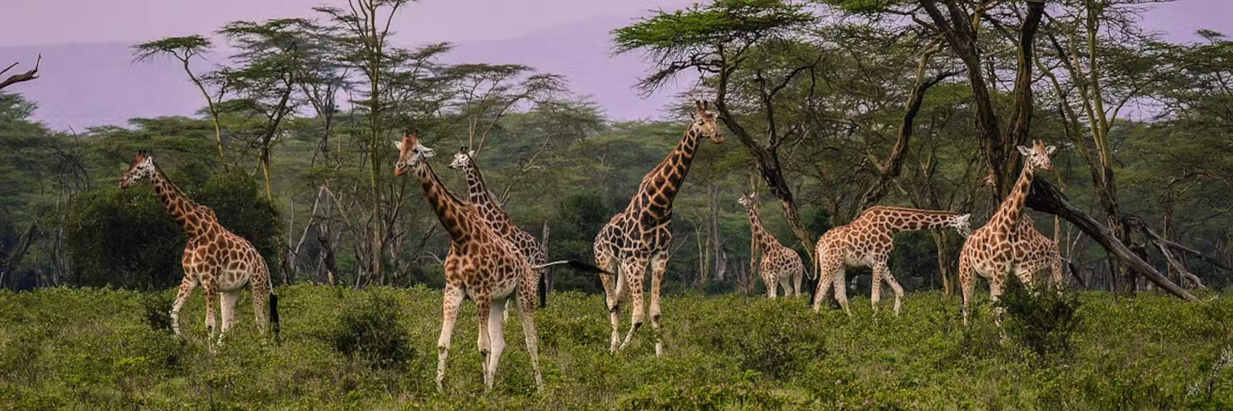 Day Tours to Arusha Park, City, Lake Duluti & Coffee Making