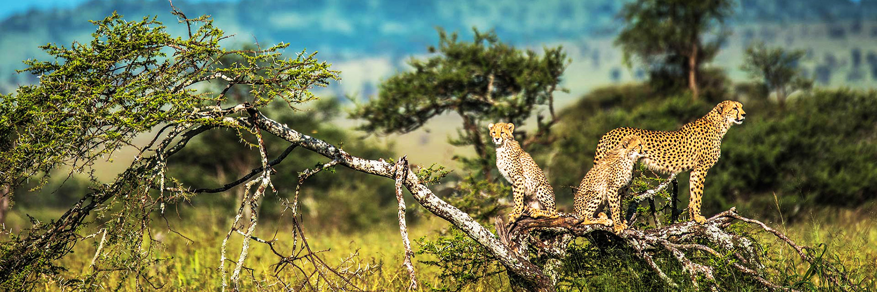 3 Days Camping Safari